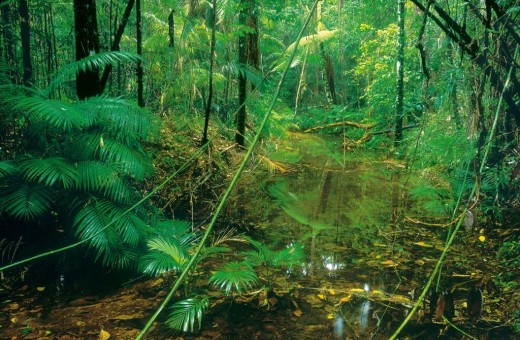 Rainforest undergrowth