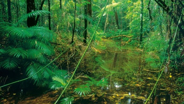 Rainforest undergrowth